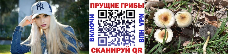 купить   Переславль-Залесский  kraken tor  Галлюциногенные грибы ЛСД 